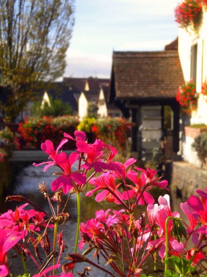 Stotzheim Gite "Le Piemont Des Vosges " מראה חיצוני תמונה